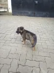 Purebred German Shepherd Female, 3-6 Months - 3