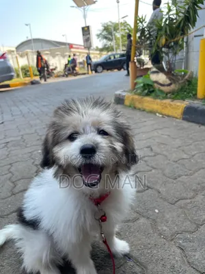 Pampered Pooch Grooming - Kisumu