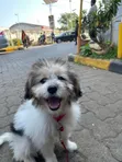 Pampered Pooch Grooming - Kisumu - 1