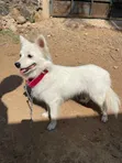 Pampered Pooch Grooming - Kisumu - 2