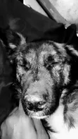 Pampered Pooch Grooming - Kisumu - 3