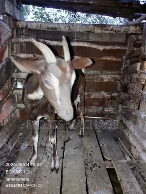 Healthy Heavily Pregnant Goat