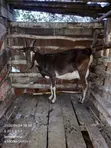 Healthy Heavily Pregnant Goat - 2