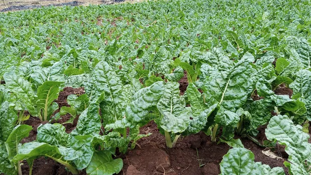 2.5 Acres Farmland in Murunyu, Nakuru - KES 2.5M Each - 1