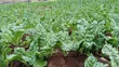 2.5 Acres Farmland in Murunyu, Nakuru - KES 2.5M Each - 1
