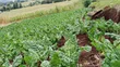 2.5 Acres Farmland in Murunyu, Nakuru - KES 2.5M Each - 2