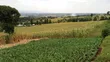 2.5 Acres Farmland in Murunyu, Nakuru - KES 2.5M Each - 3
