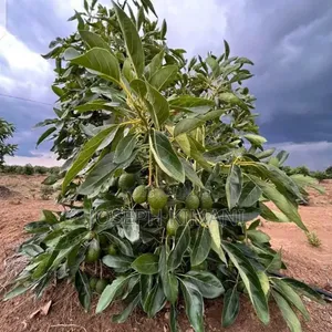 Miche ya Hass Avocado - Saizi Kubwa