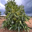 Miche ya Hass Avocado - Saizi Kubwa - 1