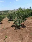 Miche ya Hass Avocado - Saizi Kubwa - 2