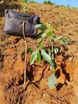 Miche ya Hass Avocado - Saizi Kubwa - 3