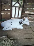 Pure Holstein Frisian Calf - 1