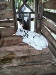 Pure Holstein Frisian Calf - 2