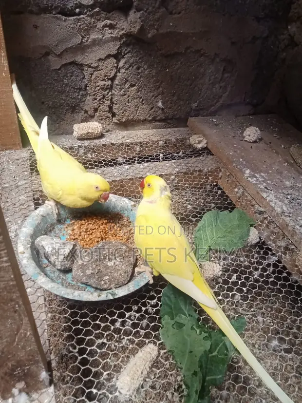 Yellow Ringneck Parrots - Breeding Pair - 1