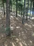 1000 Cyprus Trees on 2.5 Acres - 1