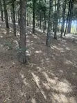 1000 Cyprus Trees on 2.5 Acres - 2