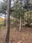 1000 Cyprus Trees on 2.5 Acres - 3