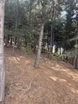 1000 Cyprus Trees on 2.5 Acres - 4