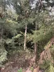 1000 Cyprus Trees on 2.5 Acres - 5
