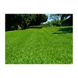 Starke Ayres Kikuyu Grass Seeds - 500g - 2
