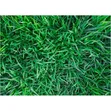 Starke Ayres Kikuyu Grass Seeds - 500g - 3