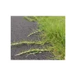 Starke Ayres Kikuyu Grass Seeds - 500g - 4