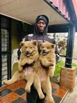 Kinda wa Kike wa Safi wa Chow Chow (Miezi 1-3) - 1