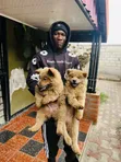 Kinda wa Kike wa Safi wa Chow Chow (Miezi 1-3) - 2
