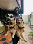 Kinda wa Kike wa Safi wa Chow Chow (Miezi 1-3) - 3