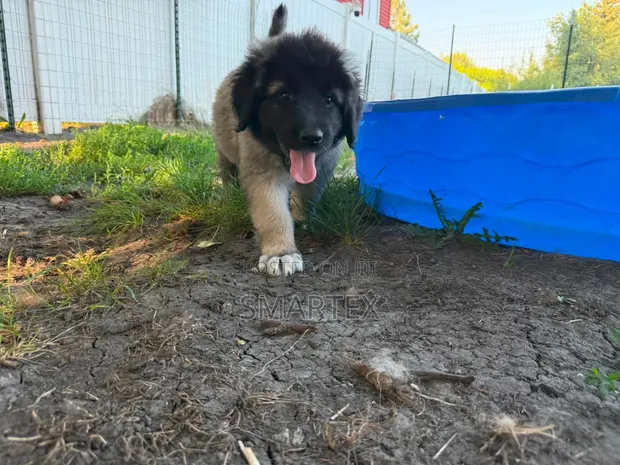 Kinda Kike wa Caucasian Shepherd Mwezi 1-3 Safi - 1