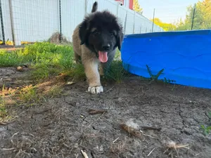 Kinda Kike wa Caucasian Shepherd Mwezi 1-3 Safi