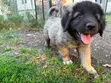 Kinda Kike wa Caucasian Shepherd Mwezi 1-3 Safi - 2