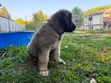 Kinda Kike wa Caucasian Shepherd Mwezi 1-3 Safi - 3