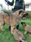 Kinda Kike wa Caucasian Shepherd Mwezi 1-3 Safi - 4