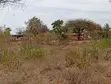 Kitalu cha 50x100 kinauzwa - Mukusu, Masinga - 2