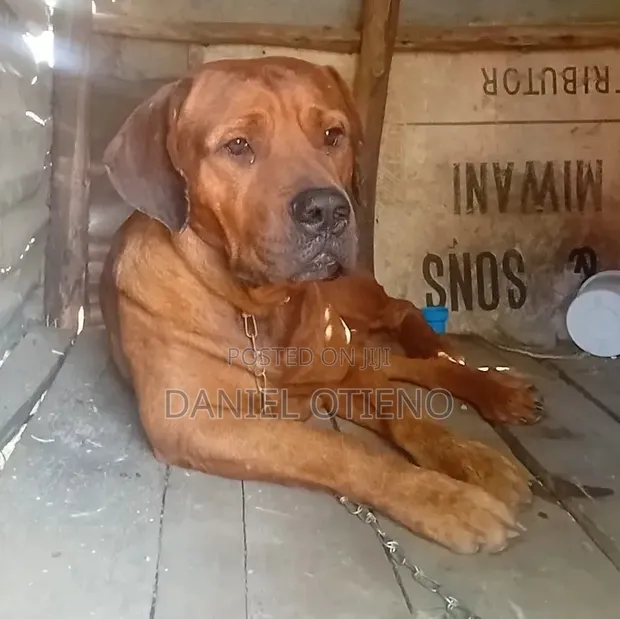 Mbwa Mzazi wa Boerboel Jike, Miezi 6-12 - 1