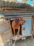Mbwa Mzazi wa Boerboel Jike, Miezi 6-12 - 2