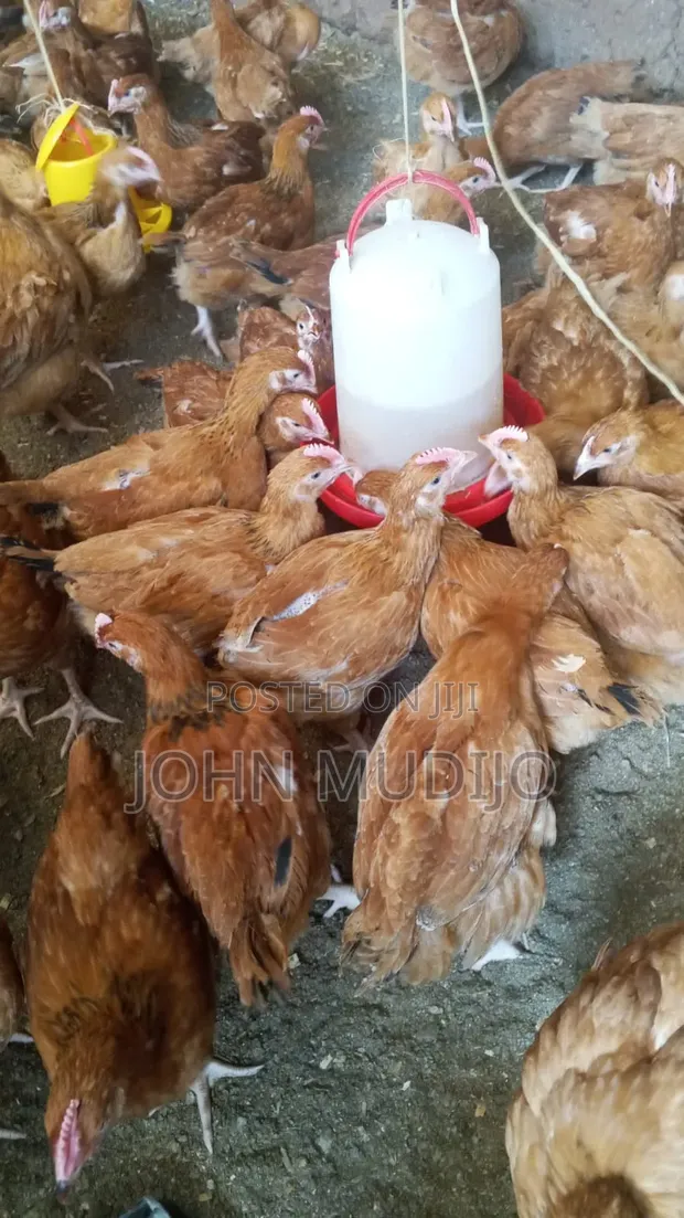 Improved Kienyeji Chickens (9 Weeks) - 1