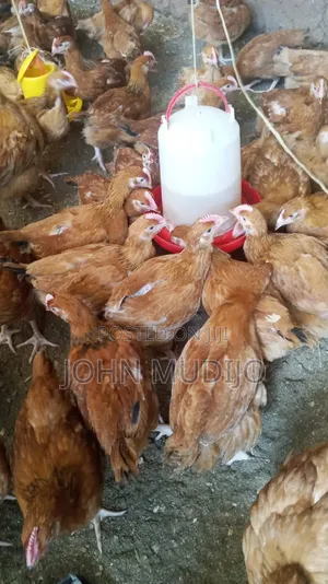 Improved Kienyeji Chickens (9 Weeks)