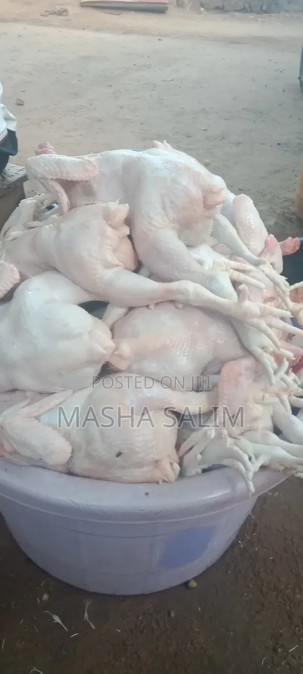 Broiler Chickens - 5 Weeks Old - 1