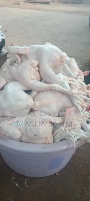 Broiler Chickens - 5 Weeks Old