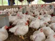 Broiler Chickens - 5 Weeks Old - 2