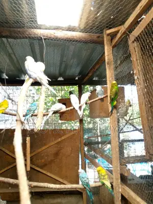 Budgies/Parakeets for Sale