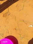 Mashamba Kitui Simisi - Eka 120 & 100 Zinauzwa - 1