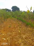 Mutumo Kitui Eka 30 za Kilimo - 2