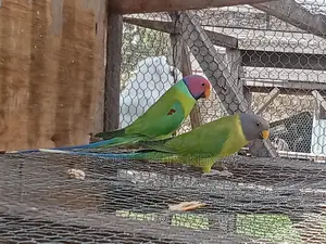 Plumhead Parrots Breeding Pair