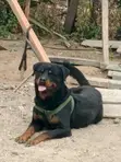 Rottweiler Safi Jike, Miaka 3 - 2