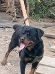 Rottweiler Safi Jike, Miaka 3 - 3