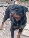 Rottweiler Safi Jike, Miaka 3 - 4