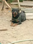 Rottweiler Safi Jike, Miaka 3 - 5